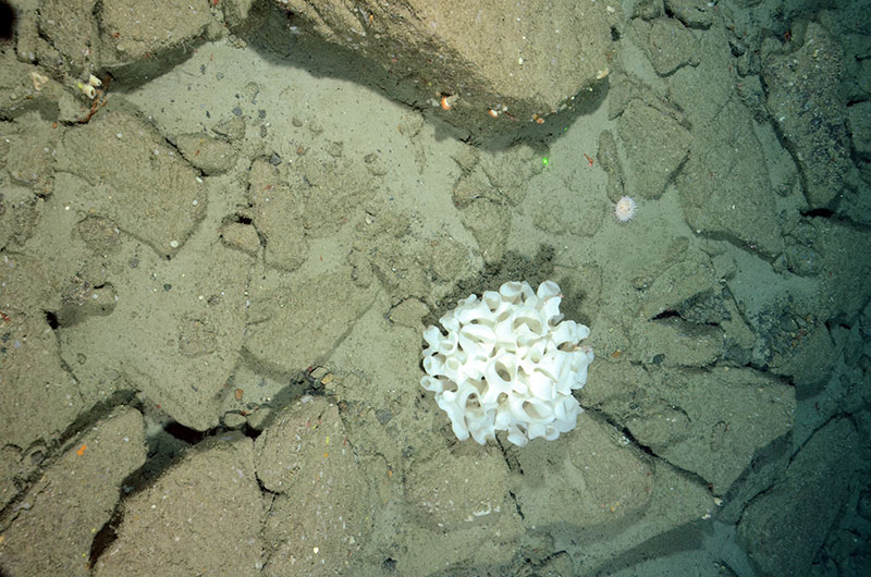 A white sponge approximately, 60 centimeters in length, is hosting two shrimp. Multiple smaller sponges, anemones, and urchins were also observed at this rock, cobble, and sedimented habitat at 820 meters depth in Gilbert Canyon.