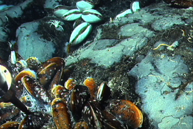 The Calyfield clam field was the western-most known vent field on the Galápagos Rift when discovered 89.6°W.