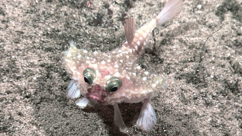 This fish spotted on the Paramount Seamounts seemed to use its fins to amble along the bottom.