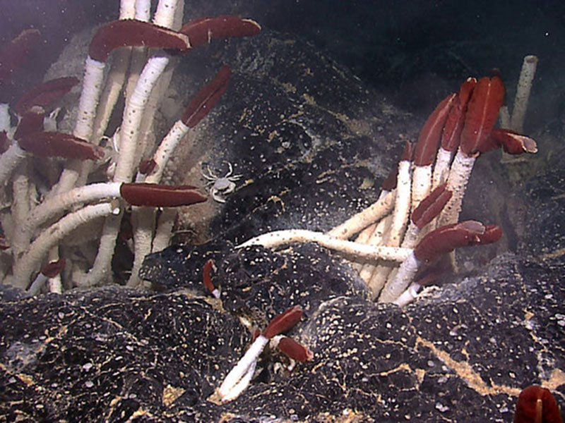 Riftia tubeworms colonize diffuse vent habitats between broken pieces of lava. Small mussels, less than two inches, were growing in cracks adjacent to vent openings (lower right).