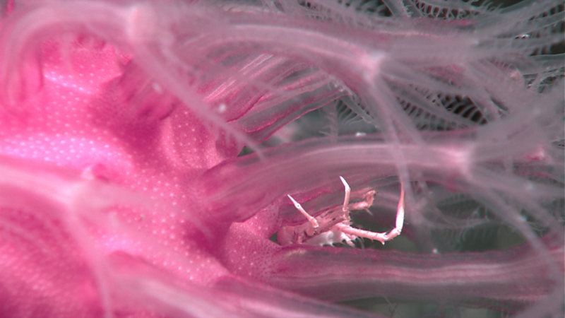 Squat Lobster