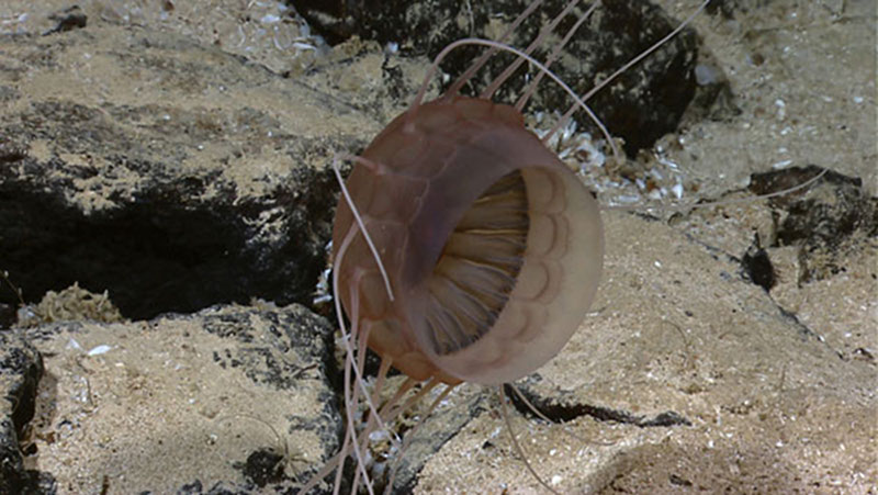 This jelly made an appearance as we were examining some of the cracks in the seafloor.