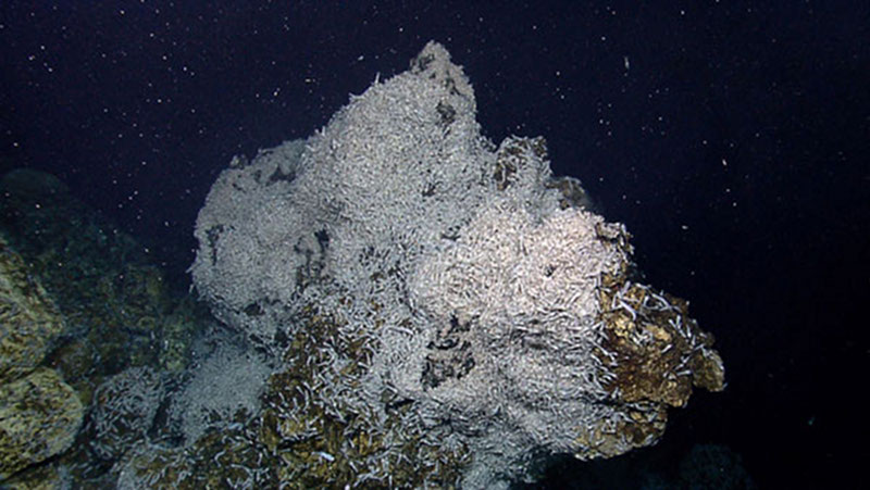 This is one of the “shrimp spires” that we found during the first few dives, in the area known as Von Damm. The shrimp (possibly Rimicaris sp.) are crawling all over the rocks, likely attracted by the warm fluid seeping from the spire’s surface.