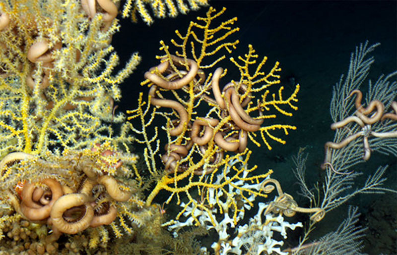 Gulf of Mexico 2012 Expedition: The Macondo Well and Deep-water Hard-ground Communities