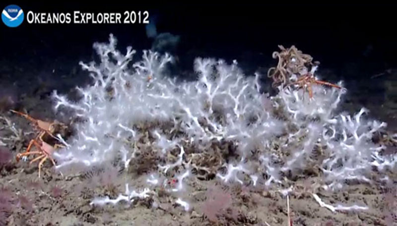 A Lophelia pertusa colony at 390 meters depth in the DeSoto Canyon region.