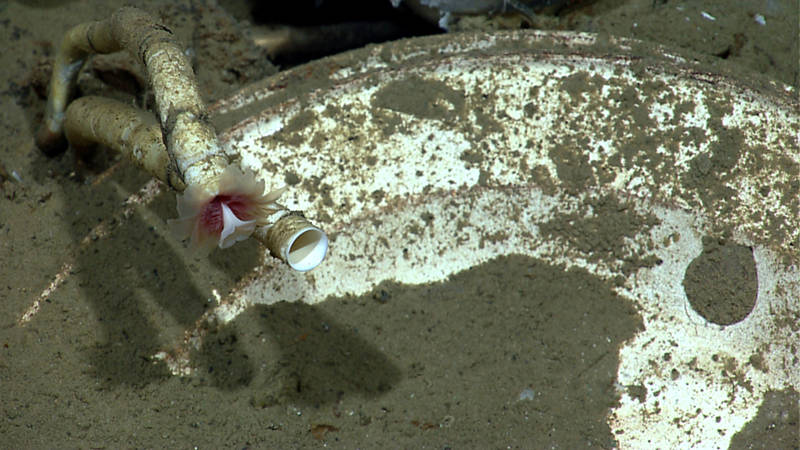 Corals and anemones colonize a rocky outcrop in the deep Gulf of Mexico.