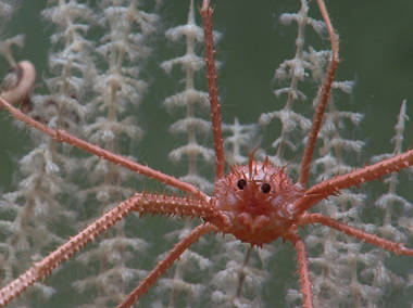 Dive 03: Assessing Mid-water Coral Habitats