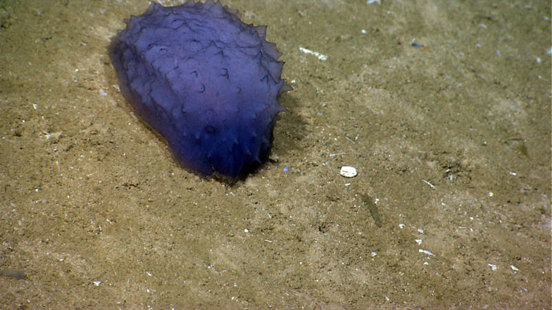 Over the last few dives, sea cucumbers have been one of the most abundant species we have seen.