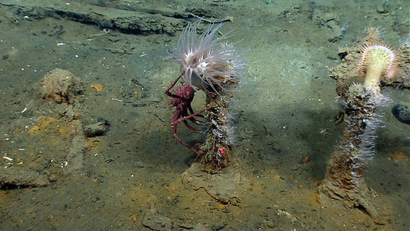 A king crab, a white anemone, and stoloniferous corals perch on ship hardware.