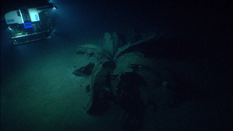 ROV Deep Discoverer approaches the first tar lily