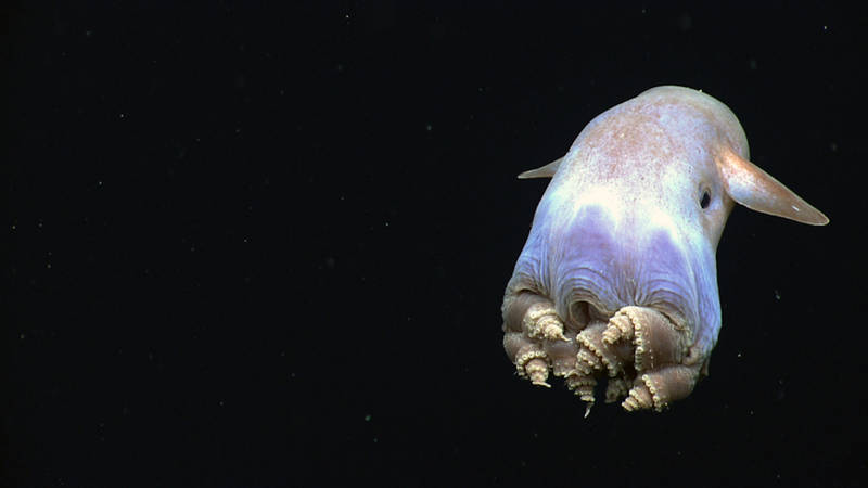 One of the highlights of the dive, a dumbo octopus uses his ear-like fins to slowly swim away – this coiled leg body posture has never been observed before in this species.