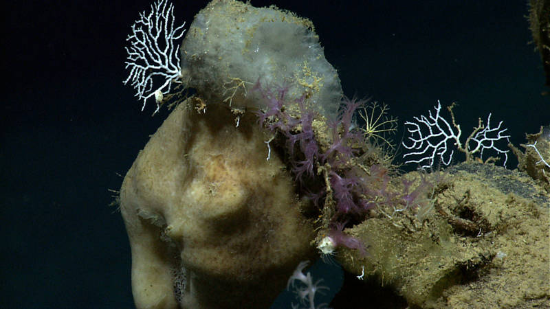 Corals, sponges, and crinoids – oh my!