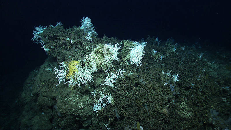 Lophelia reef on a rock outcropping (bioherm). The live corals are white and are found most dense on the south side of the bioherm, due to predominant currents. Most of the rock is covered in dead coral rubble that browns over time.