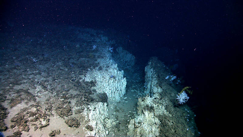 Recently fractured carbonate ledge with corals living on the margin.