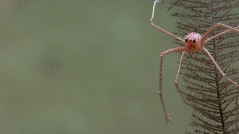 A squat lobster, Gastroptychus cf. spinifer, resides on a black coral.