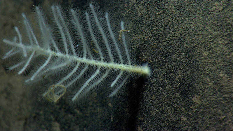 Sponges, including this carnivorous sponge, were one of the most abundant fauna during Dive 10.