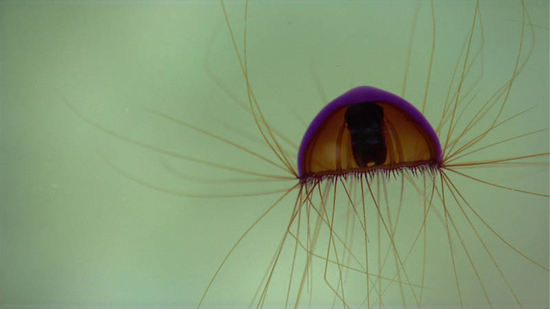 Jellyfish spotted by D2.