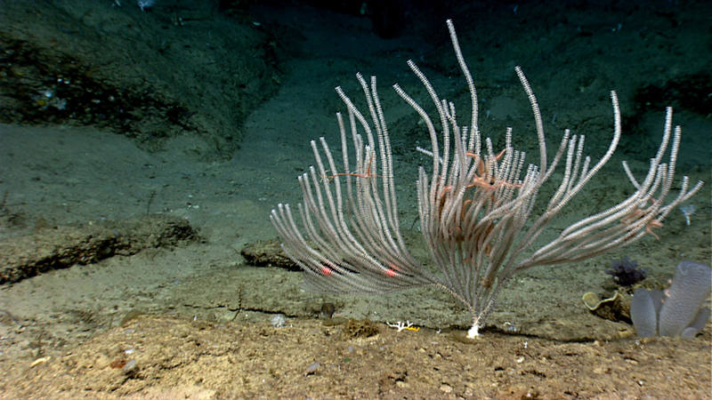 Océano Profundo - Exploración Marina Alrededor de Puerto Rico e Islas Vírgenes Desde el Barco <em>Okeanos Explorer</em>  de NOAA