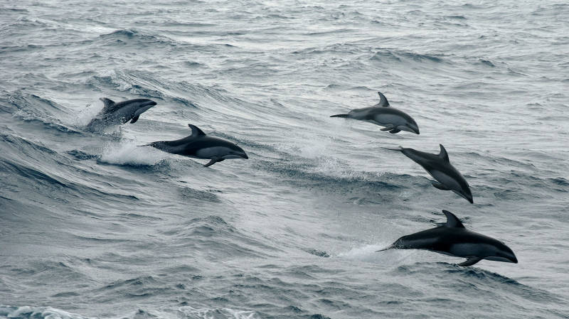 During the transit to Bellingham, Washington, we encountered a number of whales and dolphins.