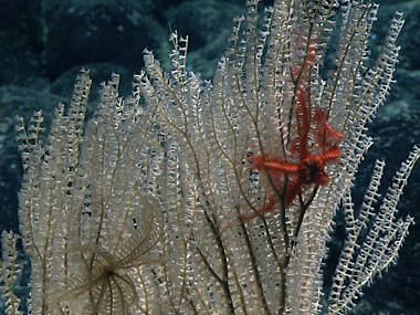 Dive 02: North French Frigate Shoals (Kanehunamoku Seamount)