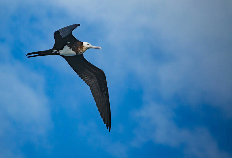 When NOAA Ship Okeanos Explorer arrived offshore of Tern Island at French Frigate Shoals, dozens of sea birds flew out to investigate the ship. These included Great Frigate Birds or  'Iwa' which are often seen in the Northwestern Hawaiian Islands. Iwa (which means thief in Hawaiian) are infamous for stealing the food of other seabirds, but catch most of their food on their own.