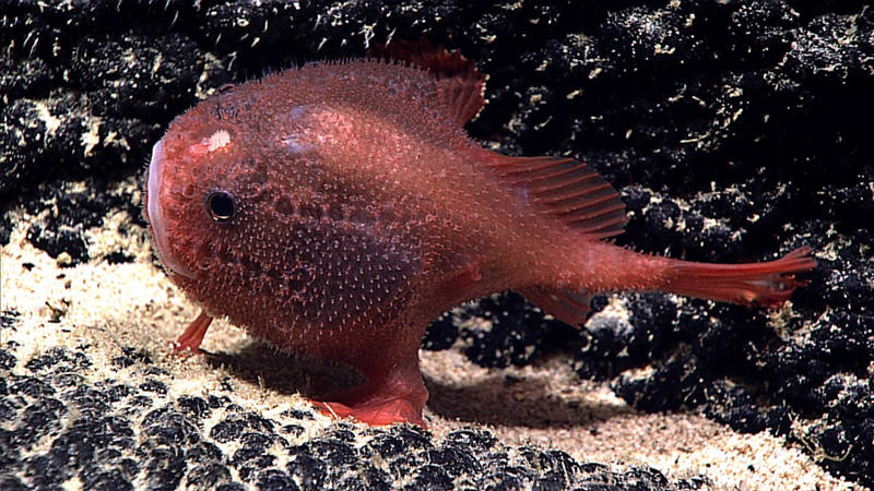 This sea toad (Chaunocops cf. melanostomus) was spotted during our dive at Southernmost Cone.