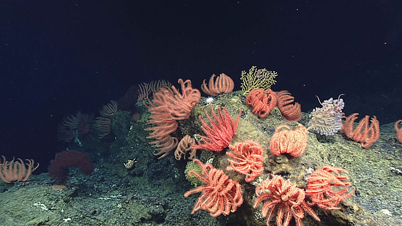 D2 discovered one of the largest aggregations of brisingid sea stars anyone on the ship had ever seen.