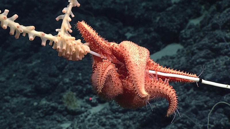 A predatory sea star slowly works its way up a bamboo coral on an unnamed seamount in the Papahānaumokuākea Marine National Monument.