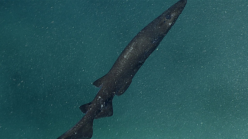 A deepwater catshark (family Scyliorhinidae) in the genus Apristurus encountered in the Papahanaumokuakea Marine National Monument earlier this year.