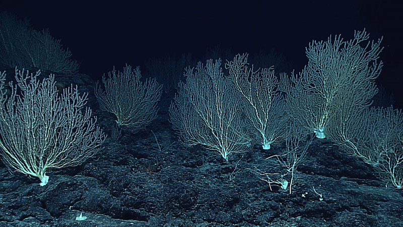 Large bamboo coral colonies on a guyot ridge.