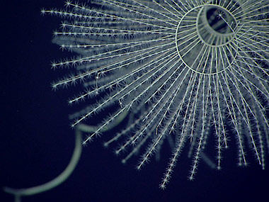 This is a great look at the spiral shape of an Iridogorgia.