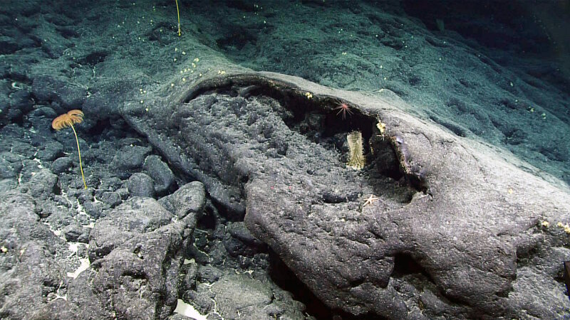 This image from Dive 04 of the Mountains in the Deep Expedition, shows a hard substrate-dominated seafloor with a variety of sessile filter feeders (stalked crinoids, glass sponge, barnacles), but no fishes.