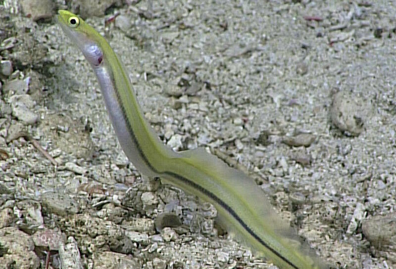 Striped eel, first seen in 2005 and later seen during a 2017 Okeanos Explorer dive within the Pacific Remote Islands Marine National Monument, now known as Pacific Islands Heritage Marine National Monument.