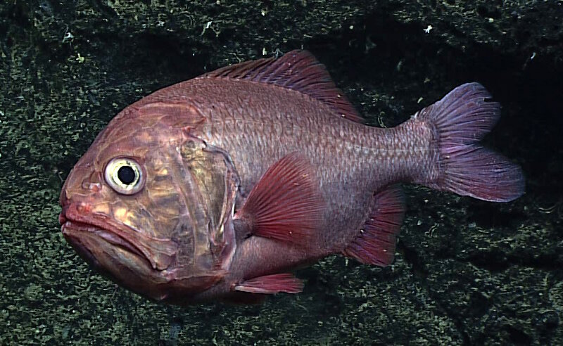 Since the 2005 exploration in the Line Islands, roughies have been seen at seamounts near Johnston Atoll, the Mariana Islands, American Samoa, Tokelau, and the Phoenix Islands during NOAA Ship Okeanos Explorer expeditions.