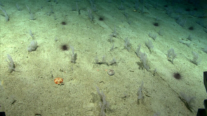 For about 100 meters during our dive at Jarvis Island, as far as ROV Deep Discoverer’s light pool reached, the bottom was covered in primnoid corals and sea urchins. 