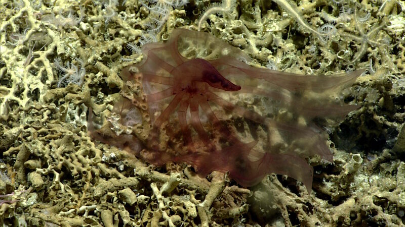 This pelagic holothurian is typically seen in the water column, but we saw several on the seafloor, seemingly snagged on the coral rubble. 