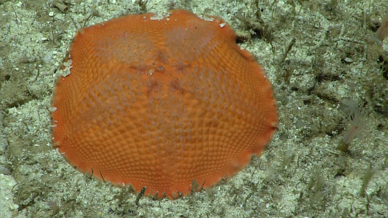 An unusual seastar with no arms (likely Tremaster mirabilis)– we saw several of these as we climbed upslope during Dive 05.