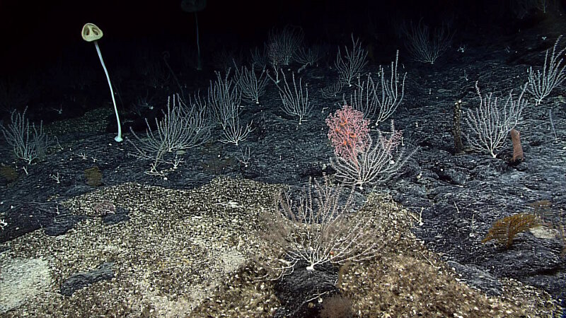 High-density coral and sponge community