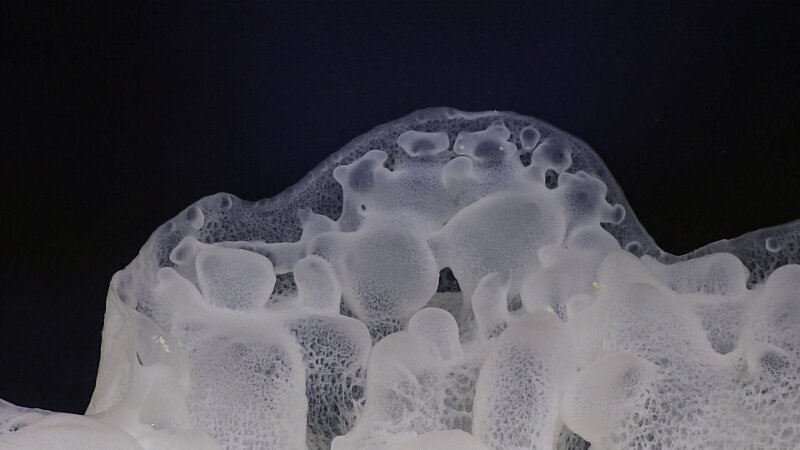 Close-up view of one of the many glass sponges observed at Shostakovich Seamount.