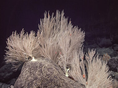 At the beginning of the dive on Mussorgsky Seamount, the corals were aligned perpendicular to the current, which is the optimal positioning to acquire food.