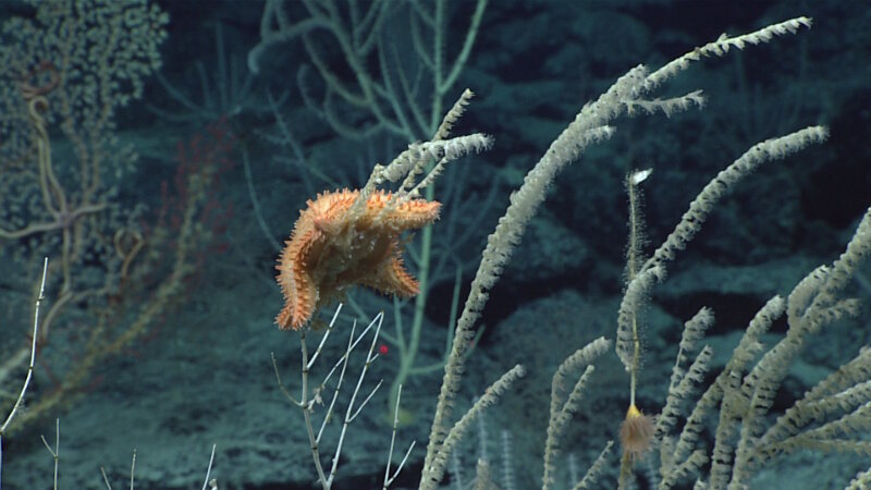 Corals not only provide home for animals, they are also food for coral predators, like this sea star.