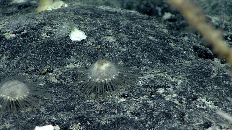 This pair of unusual urchins with soft spines were found at close to 2,290 meters (7,513 feet) depth. They have long spines as a “skirt” around the bottom of the urchin, short spines on top, and long tube feet that they use to walk on the bottom. These urchins are small, about three centimeters (1.2 inches) across the test.