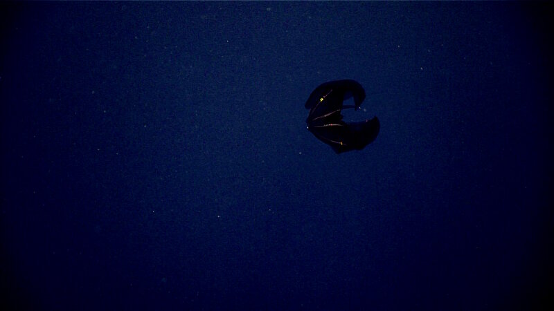 This dark red species of Lampocteis is a lobate ctenophore nicknamed the samurai helmet jelly. Many midwater animals feature dark red coloration.