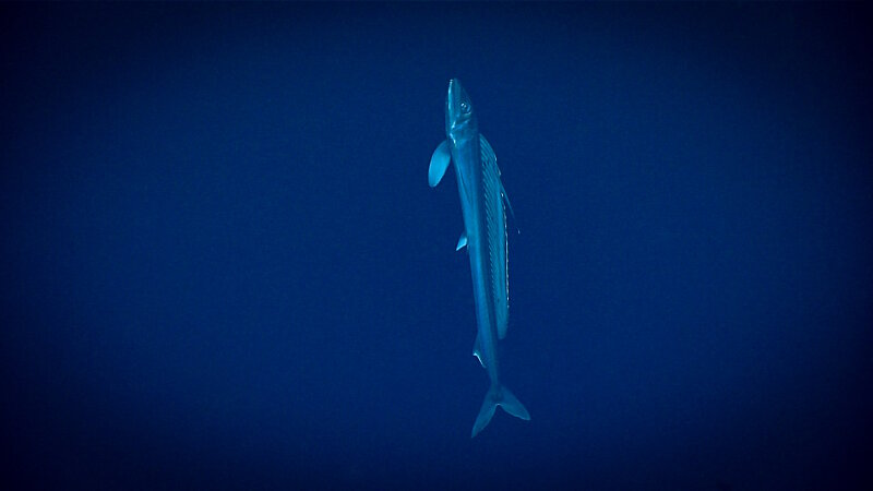 Alepisaurus ferox, also known as the lancetfish.