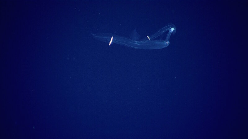 These two sea elephants were spotted on during our second full day of water column exploration.