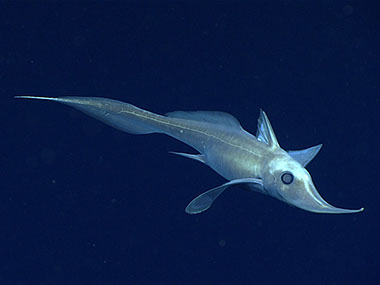 Hariotta raleighana, a long-nosed chimaera, dropped by during the dive. This was the first time many on board has seen one!