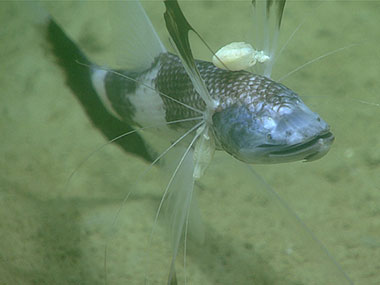 The tripod fish, Bathypterois viridensis, with parasitic isopods attached to two of its fins. Tripod fishes rest on the seafloor on the tips of elongated rays of their pelvic and lower caudal fins. They use the elongated rays of their pectoral fins as sensory “antennae” that project out and forward as the fish sits facing into the current.