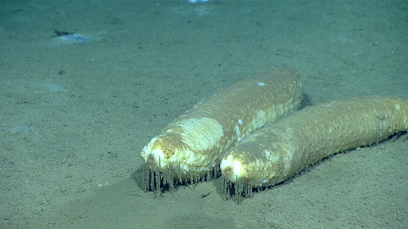 Paroriza pallens sea cucumbers were the most frequently encountered large deposit feeders on this dive. The species is hermaphroditic and was often observed in pairs such as this one. The nature of the shaggy filaments hanging from the flanks of these sea cucumbers remains a mystery.