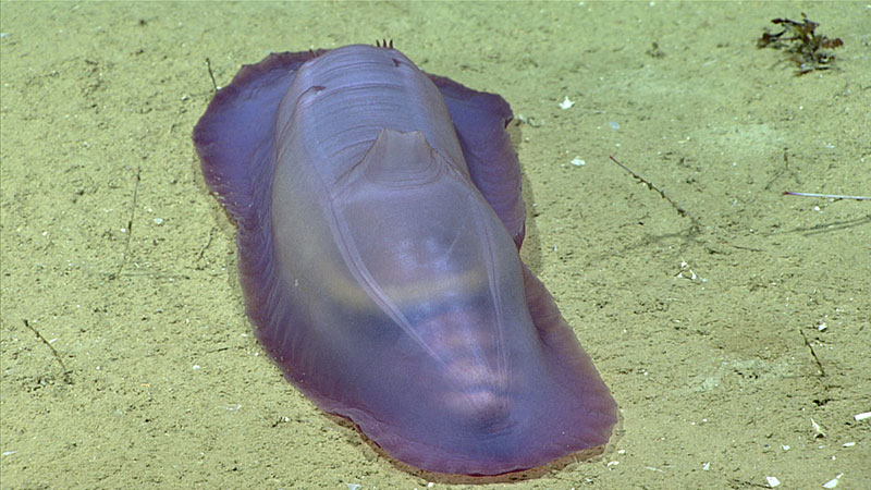 Sea cucumbers, such as this one seen during Dive 08 of the Gulf of Mexico 2017 expedition, derive food directly from particles that have fallen from the water column and onto the seafloor.