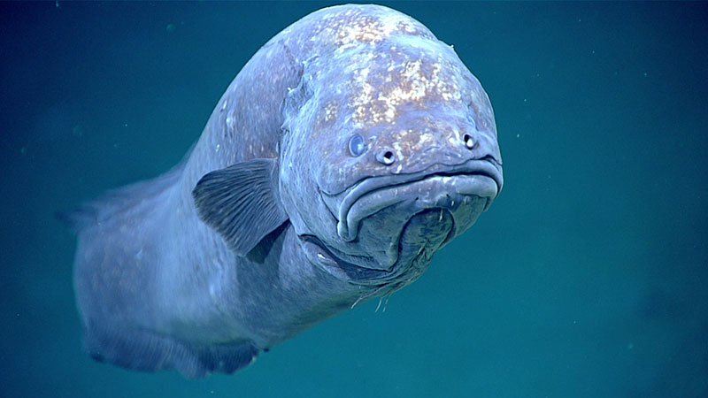 A particularly grumpy-looking ophidiiform cusk eel encountered at a depth of 1,585 meters (5,200 feet) during Dive 12.